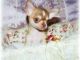 Chihuahua Puppies for sale in Lanai City, HI 96763, USA. price: $150
