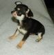 Chihuahua Puppies for sale in Abbeville, GA 31001, USA. price: $400