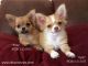 Chihuahua Puppies for sale in Buffalo, NY, USA. price: NA