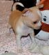 Chihuahua Puppies for sale in Corpus Christi, TX, USA. price: NA