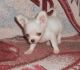 Chihuahua Puppies for sale in Long Beach, CA, USA. price: $450