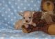 Chihuahua Puppies for sale in Appleton, MN 56208, USA. price: NA