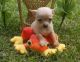 Chihuahua Puppies for sale in Pearlington, MS 39572, USA. price: NA