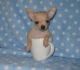 Chihuahua Puppies for sale in Camden Point, MO, USA. price: NA