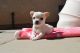 Chihuahua Puppies for sale in Springfield, MA, USA. price: NA