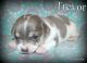 Chihuahua Puppies for sale in Wister, OK 74966, USA. price: $450