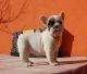 Chihuahua Puppies for sale in Esneux, Belgium. price: 300 EUR