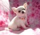 Chihuahua Puppies for sale in East Los Angeles, CA, USA. price: NA