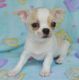 Chihuahua Puppies for sale in Cambridge, MA, USA. price: NA