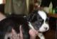 Chihuahua Puppies for sale in Barrington, NJ, USA. price: NA