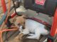 Chihuahua Puppies for sale in Scotch Plains, NJ 07076, USA. price: $400