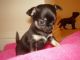 Chihuahua Puppies for sale in Albin, WY 82050, USA. price: $270