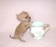 Chihuahua Puppies for sale in Manchester, NH, USA. price: NA