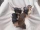 Chihuahua Puppies for sale in Bicheno TAS 7215, Australia. price: NA