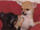 Chihuahua Puppies for sale in Mobile, AL, USA. price: NA