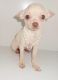Chihuahua Puppies for sale in Ahsahka, ID 83520, USA. price: NA