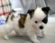 Chihuahua Puppies for sale in Antioch, CA, USA. price: NA