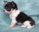 Chihuahua Puppies for sale in Rochester, NY, USA. price: NA