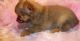 Chihuahua Puppies for sale in Waterbury, CT, USA. price: $600