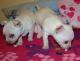 Chihuahua Puppies for sale in Beaumont, TX, USA. price: $200