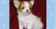 Chihuahua Puppies for sale in Costa Mesa, CA, USA. price: NA