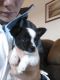Chihuahua Puppies for sale in Big Rapids, MI 49307, USA. price: NA