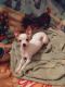 Chihuahua Puppies for sale in Richmond, VA, USA. price: $350