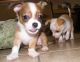 Chihuahua Puppies for sale in Corpus Christi, TX, USA. price: $150