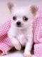 Chihuahua Puppies for sale in New Haven, CT, USA. price: NA