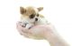 Chihuahua Puppies for sale in Salt Lake City, UT, USA. price: NA