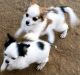 Chihuahua Puppies for sale in Temecula, CA, USA. price: NA