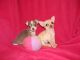 Chihuahua Puppies for sale in South Miami, FL, USA. price: NA