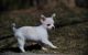 Chihuahua Puppies for sale in Bethel, DE, USA. price: NA