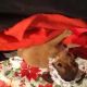 Chihuahua Puppies for sale in Romoland, Menifee, CA, USA. price: NA