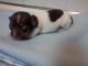 Chihuahua Puppies for sale in Cleveland, OH, USA. price: NA