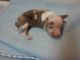 Chihuahua Puppies for sale in Cleveland, OH, USA. price: NA