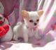 Chihuahua Puppies for sale in Rochester, MN, USA. price: NA