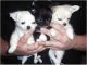 Chihuahua Puppies for sale in South Bend, IN, USA. price: $500