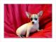 Chihuahua Puppies for sale in East Los Angeles, CA, USA. price: $500