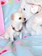Chihuahua Puppies for sale in Roseville, CA, USA. price: NA