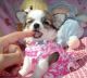 Chihuahua Puppies for sale in Anchorage, AK, USA. price: $400