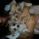 Chihuahua Puppies for sale in Moreno Valley, CA, USA. price: $130
