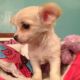 Chihuahua Puppies for sale in Overland Park, KS, USA. price: NA