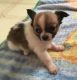 Chihuahua Puppies for sale in Baltimore, MD, USA. price: NA