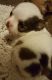 Chihuahua Puppies for sale in Chester, SC 29706, USA. price: $650