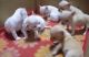 Chihuahua Puppies for sale in Madison, WI, USA. price: NA