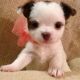 Chihuahua Puppies for sale in Amarillo, TX, USA. price: NA