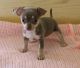 Chihuahua Puppies for sale in Albert City, IA 50510, USA. price: NA