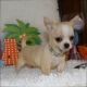 Chihuahua Puppies for sale in Beaver Creek, CO 81620, USA. price: NA
