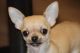 Chihuahua Puppies for sale in Chattanooga, TN, USA. price: NA